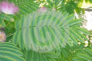 Persian silk tree Albizia julibrissin, feathery, compound leaf photo